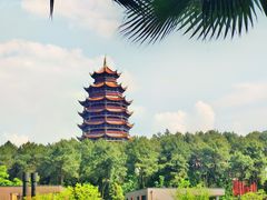 -铁山坪森林公园