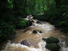 -莫里热带雨林景区