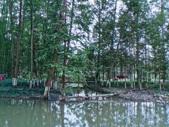 -桤木河湿地公园