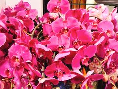 -宝鸡东道花鸟鱼虫市场(吉利花园商场店)