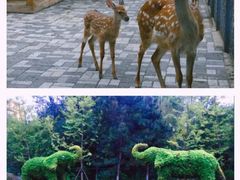 -沈阳森林动物园