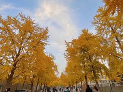 -三里屯东五街银杏大道
