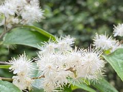 -西湖风景区十里琅珰-五云山