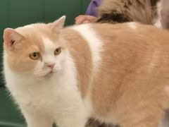 -安格丽娜·狗咖·猫咖羊驼咖(春熙路百盛商场店)