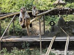 -西双版纳原始森林公园