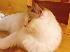 -滚猫咖啡·猫咖·猫友好撸猫(未来城店)