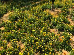 -旺山·浪头人家