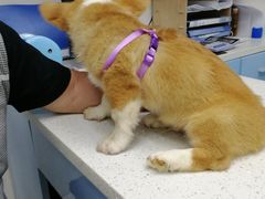 -瑞鹏·疫苗·绝育·宠物医院(金沙洲店)