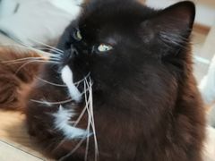 -猫腻·猫咖·撸猫馆(星光大道店)