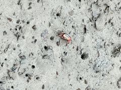 -北海金海湾红树林生态旅游区