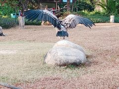 -广州长隆飞鸟乐园