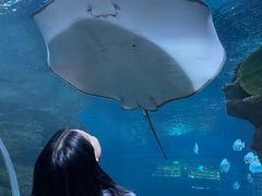 -石家庄海洋公园