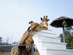 -黄龙溪欢乐田园