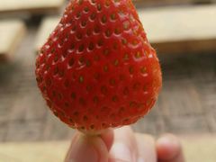 -松山湖梦幻百花洲