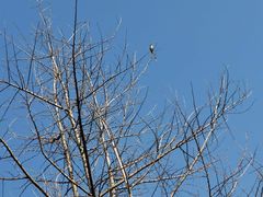 -南京民俗博物馆(甘熙故居)