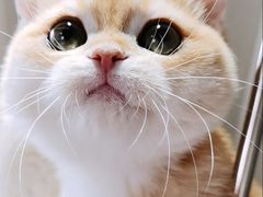 -东方名猫馆·英短金渐层布偶猫舍(环线广场1号楼店)