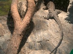 -上海大自然野生昆虫馆(东方明珠·爬宠昆虫探索中心)