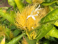-中国科学院西双版纳热带植物园