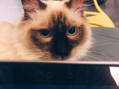 -喵屿·大理花园猫咖