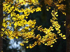 -北京西山国家森林公园