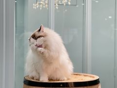 -安格丽娜·狗咖·猫咖羊驼咖(春熙路百盛商场店)