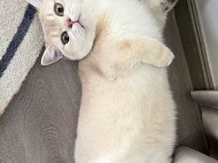 -联合动物医院(光谷诊疗中心)