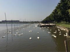 iphone_upload_pic-海鸥岛