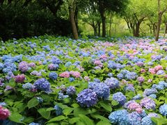 -上海共青森林公园