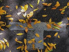 -三里屯东五街银杏大道