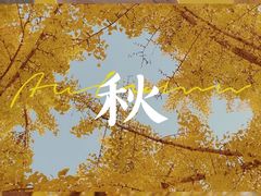 -三里屯东五街银杏大道