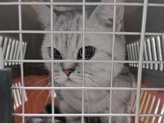 -艾吉宠物医院·疑难杂症转诊中心·猫友好(碧江路院)