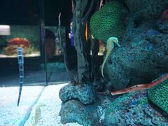 -暹罗海洋世界