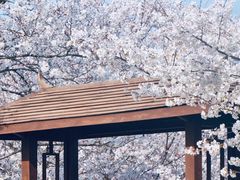-天王浮山樱花园