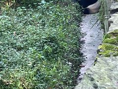 -都江堰中华大熊猫苑