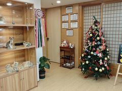 -猫十亿·布偶金渐层·曼基康矮脚猫舍(青年路店)