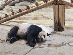 -广州长隆野生动物世界