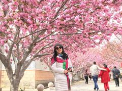 -莱阳濯村樱花园