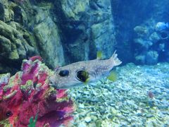 -太平洋海底世界