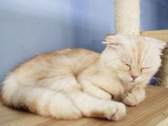 -喵的天空名猫咖啡馆·撸猫·猫舍·用品