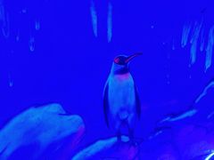 -石林冰雪海洋世界