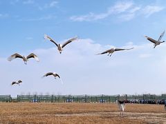 -盐城丹顶鹤湿地生态旅游区