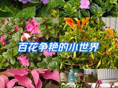 -五月花商业广场(中山五路店)