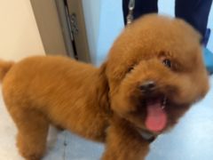 -宠物星动物医院·眼科·异宠·猫科(江南大道总院)