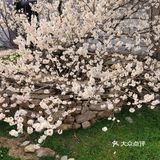 真是个踏青散心的好去处