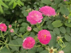 -洋湖国家湿地公园