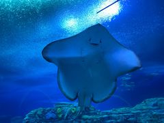 -珠海长隆海洋王国