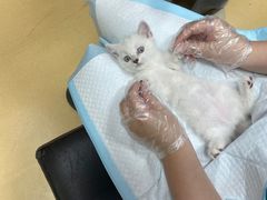-瑞派天宁宠物医院·猫科·异宠中心