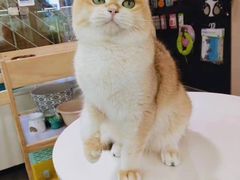 -十年猫舍·猫咪专门店(普陀店)