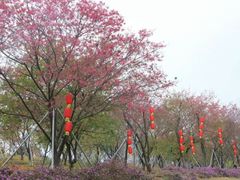 -天适樱花悠乐园