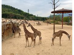 -杭州野生动物世界